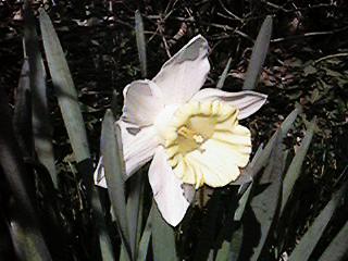 white yellow trumpet