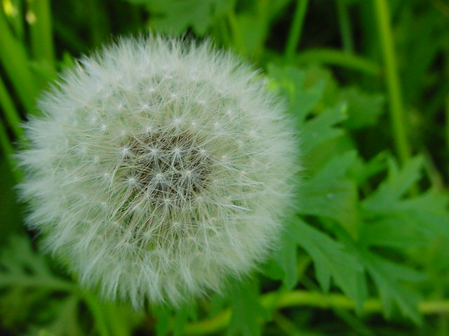 Dandelion