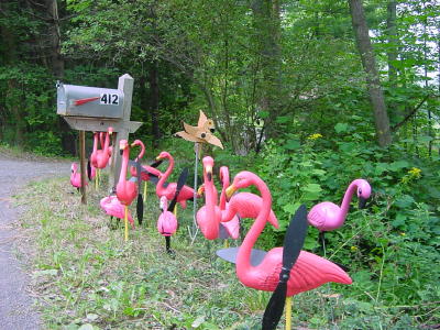 Flamingos