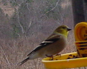 Goldfinch