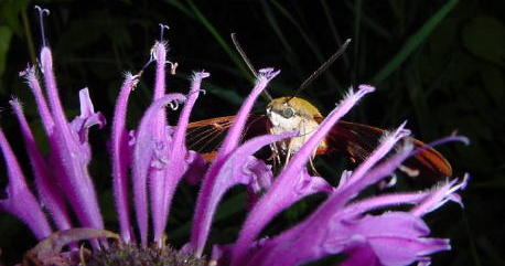 Hummingbird Moth Front View