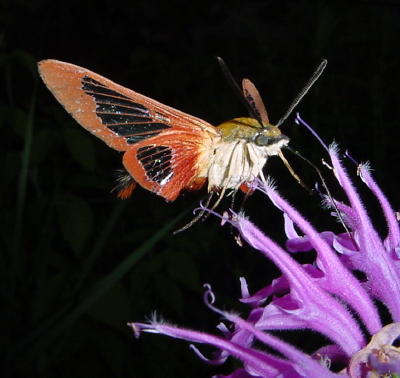Hummingbird Moth sipping nectar from Monarda