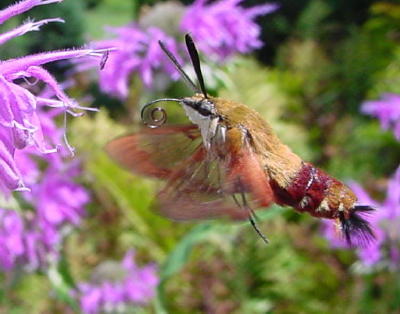 Hummingbird Moth - Proboscis curled