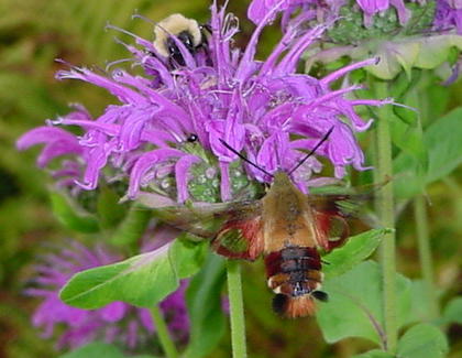 Hummingbird Moth with Bumblebee