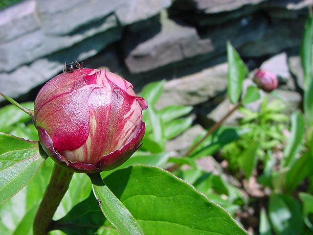 Ant on Peony Bud - near wall