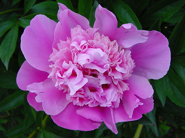 Pink Peony in Full Bloom