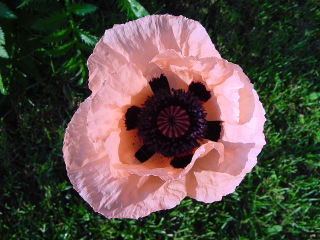 Pink Poppy