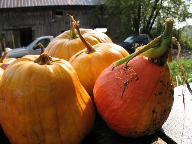 potimarron with cucurbit maximae