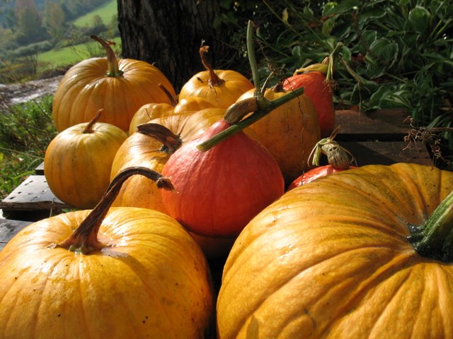 potimarron with pumpkins