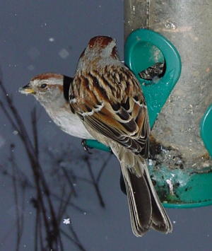 Tree Sparrows on Feeder
