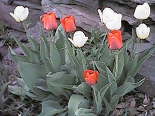 tulips 5/04/01