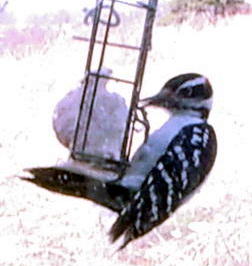 Hairy Woodpecker